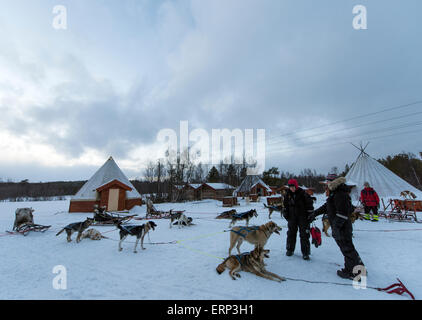 Husky farm and dog sledding Alta Norway Scandinavia Europe Stock Photo