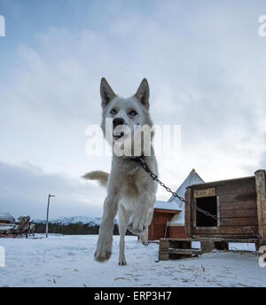 Dog at Husky Farm Alta Norway Scandinavia Europe Stock Photo