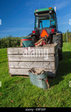 Commercial apple harvest underway with equipment such as apple bins and apple totes. Stock Photo