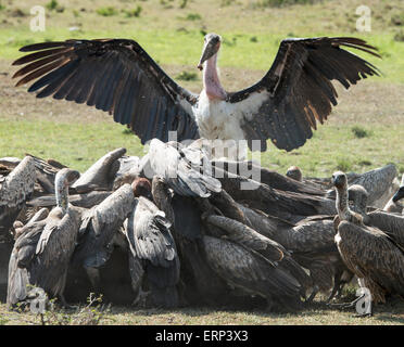 Marabou stork (Leptoptilos crumeniferus) and vultures feeding Masai Mara National Reserve Kenya Africa Stock Photo
