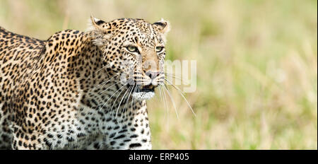 Adult female leopard (Panthera pardus) portrait Maasai Mara National Reserve Kenya Africa Stock Photo