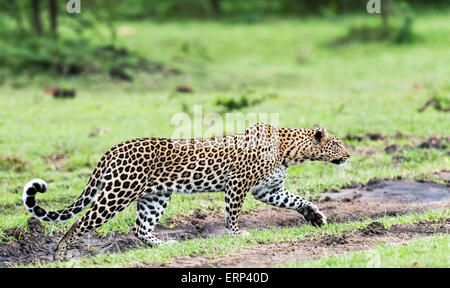 Adult female leopard (Panthera pardus) in stalking position Mara North conservancy Kenya Africa Stock Photo