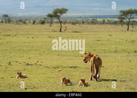 Adult female lion and cubs (Panthera leo) Mara Naboisho conservancy Kenya Africa Stock Photo