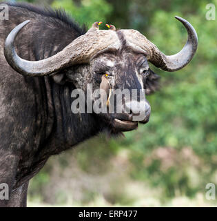 African buffalo or Cape buffalo (Syncerus caffer) and red-billed oxpeckers (Buphagus erythrorhynchus) cleaning Masai Mara Stock Photo