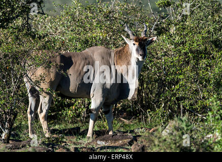 Common Eland (Tragelaphus oryx) Mara Naboisho conservancy Kenya Africa Stock Photo