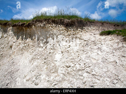 Close up soil profile cross section showing thin topsoil layer on top of white chalk rock Marlborough Downs, Wiltshire, England Stock Photo