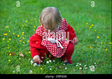 A little girl in a red spotted dress picks flowers in the grass Stock Photo