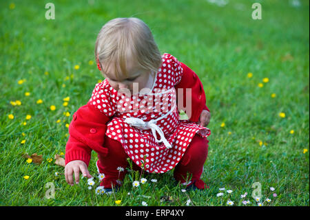 A little girl in a red spotted dress picks flowers in the grass Stock Photo
