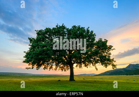 Beautiful Oak at the sunset Stock Photo