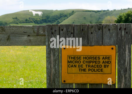 Amusing position of sign warning of micro chipped horses in front of Westbury White Horse chalk figure. Stock Photo