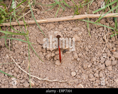 A male adult Common Darter Dragonfly (Sympetrum striolatum) resting on gravel. Stock Photo