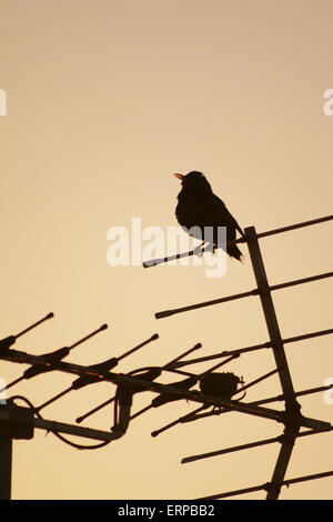 Sunset Black Bird Stock Photo