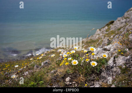Flowers on Three Cliffs Bay on the Gower Peninsula in Wales, Great Britain Stock Photo