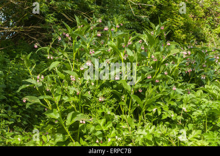 A Comfrey plant, Symphytum, probably Russian Comfrey, growing near to a wood. Stock Photo