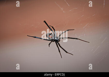 A female western black widow spider in the Yellowstone National Park, Yellowstone, WY. Stock Photo