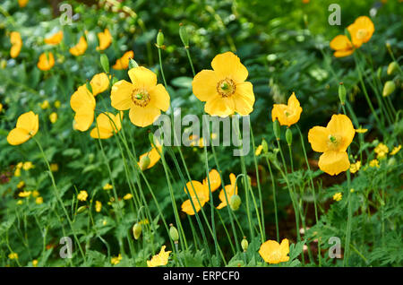 Yellow Iceland Poppies (Papaver nudicaule) in a dappled border of a large garden. Stock Photo