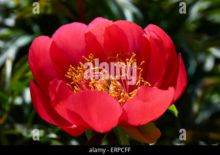 Peony Paeonia Peregrina 'OttoFroebal'. A May flowering peony in May with single blooms, cup shaped, in bright scarlet red.