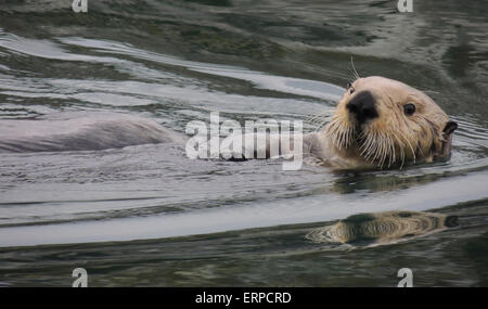 Sea otter (Enhydra lutris). Sea otters are one of the smallest of the Marine mammal family but one of the largest of the weasel Stock Photo