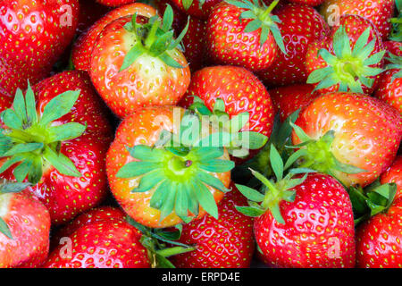 Mixed sizes of ripe English strawberries. Stock Photo
