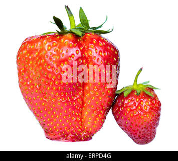 Large and small ripe English strawberries on a white background.