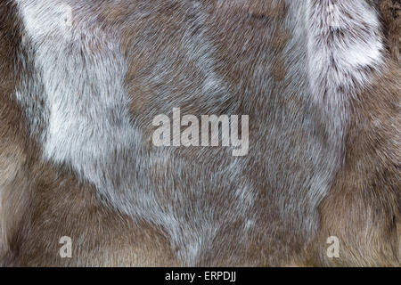 animal hides and pelts