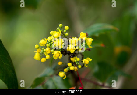 Beautiful yellow Golden Abundance flowers blooming at a local park in San Diego, California Stock Photo