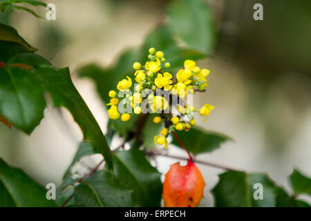 Beautiful yellow Golden Abundance flowers blooming at a local park in San Diego, California Stock Photo