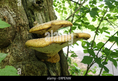 Dryad's Saddle, Polyporus squamosus, Fungus on tree trunk. Pennsylvania, USA. Stock Photo