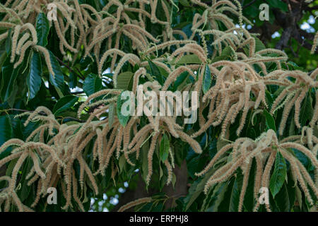 American chestnut (Castanea dentata) Stock Photo