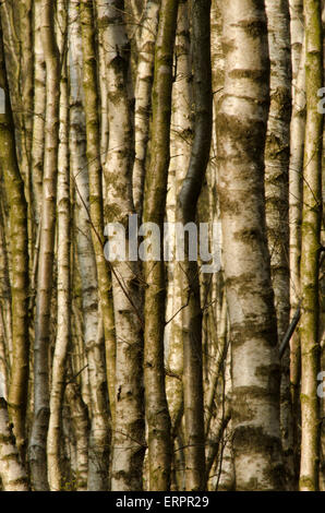 Densely packed trunks of Silver birch woodland, Betula pendula, April. Sussex, UK. Trunks only. Stock Photo
