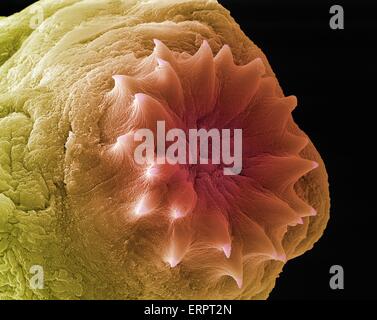 Dog tapeworm head. Coloured scanning electron micrograph (SEM) of the head (scolex) of a dog tapeworm (Taenia pisiformis). This tapeworm has dogs and foxes as its final hosts and rabbits and hares as its intermediate hosts. The hooks at the tip of the sco Stock Photo