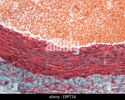 Smooth muscle, light micrograph Stock Photo: 30585723 - Alamy