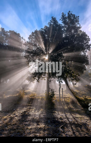 Burst of sunlight coming through leaves and branches of back-lit tree in misty autumn morning. Stock Photo