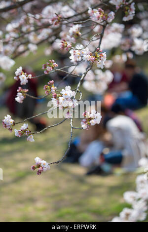 People having picnic under cherry blossom at Himeji Castle, Himeji, Kansai, Honshu, Japan Stock Photo