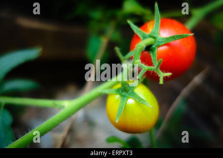 Yellow and red unripe cherry tomatoes on the vine Stock Photo