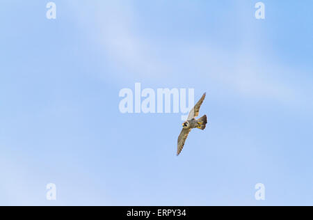 Peregrine Falcon, Falco peregrinus, flying and attacking prey Stock Photo