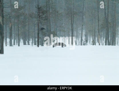 Wolverine, Gulo gulo, in winter landscape with snow falling in Kuhmo, Finland Stock Photo