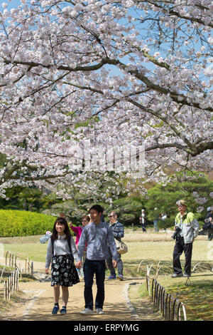 People walking under cherry trees in blossom in Koraku-en Garden, Okayama, Okayama Prefecture, Japan Stock Photo