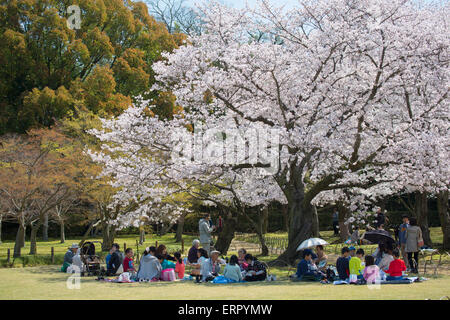 People having picnic under cherry trees in blossom in Koraku-en Garden, Okayama, Okayama Prefecture, Japan Stock Photo