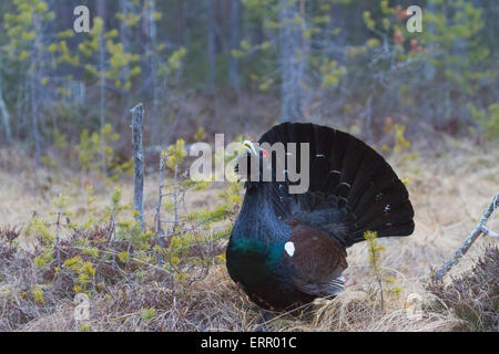 Western Capercaillie, Tetrao urogallus on courtship in spring time in Boden, Norrbotten, Sweden Stock Photo