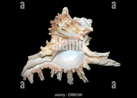 Ramose Murex or Branched Murex Chicoreus ramosus Stock Photo