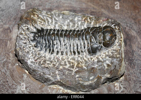 Trilobite Phacops sp. from the Atlas Mountains, Morocco Stock Photo