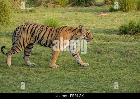 A tiger walks in lush green grass Stock Photo