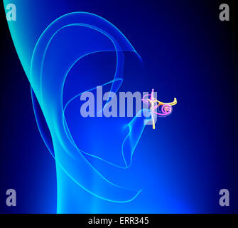 Inner Ear Detailed Anatomy with Pinna on blue background Stock Photo