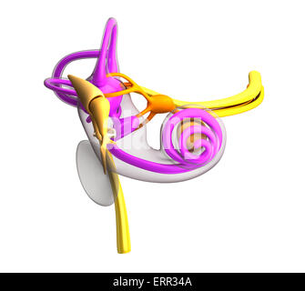 Inner Ear Anatomy isolated on white Stock Photo