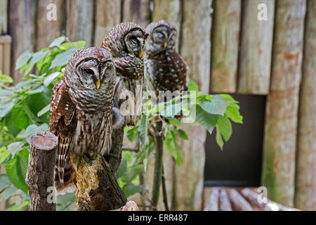Homosassa Springs, Florida - Barred owls (Strix varia) at Homosassa Springs Wildlife State Park. Stock Photo