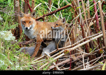 Vixen with three of her cubs.  Photographed amongst vegetation, near the River Tame, in Birmingham, UK. Stock Photo