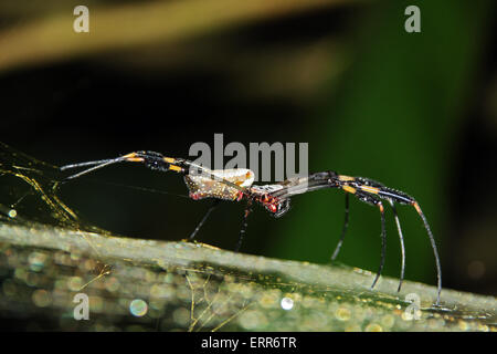 Golden Silk Orb-weaver (Nephila Clavipes, aka Golden Orb-weavers, Giant Wood Spider, Banana Spider) on Net Viewed from the Side, Stock Photo