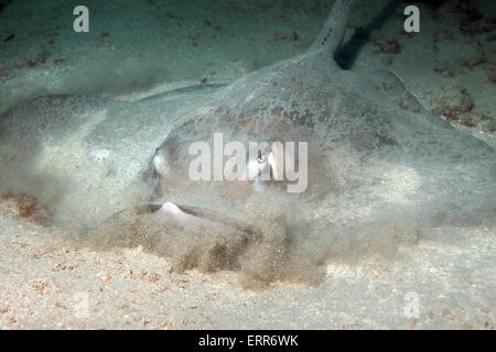 Southern Stingray (Dasyatis Americana) Hiding in the Sand, Caño Island, Costa Rica Stock Photo