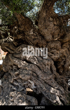 The Monumental Olive Tree of Vouves, estimated age of 3000 years, in the village Ano Vouves in Chania. Characterized as a Protec Stock Photo